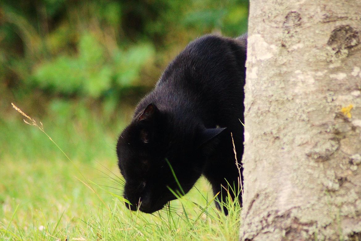 Huskat Bølle billede 10