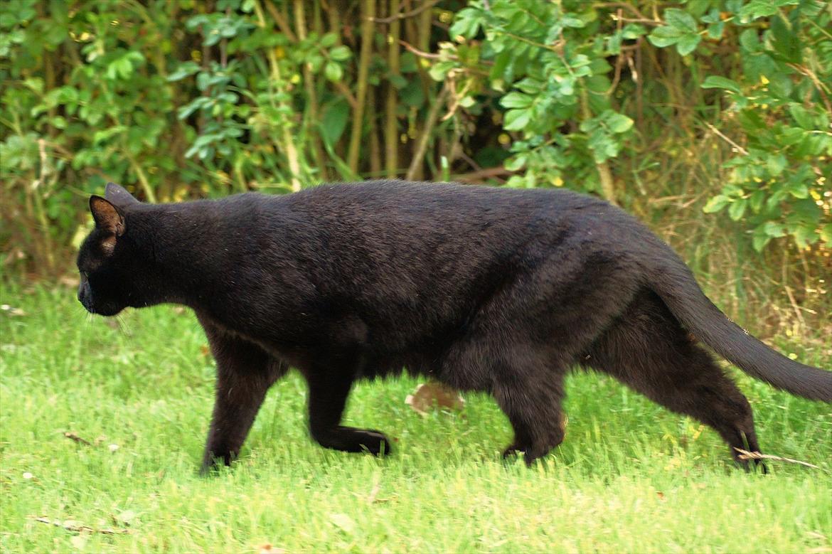 Huskat Bølle billede 11