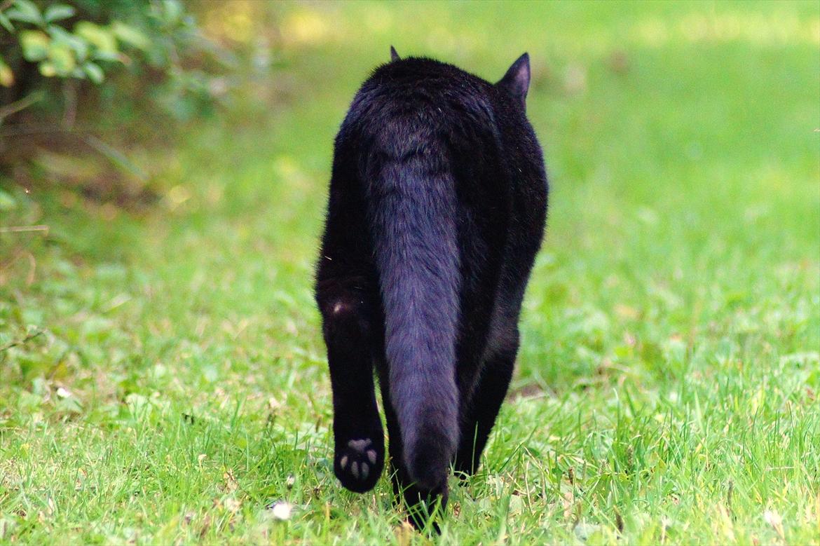 Huskat Bølle billede 12