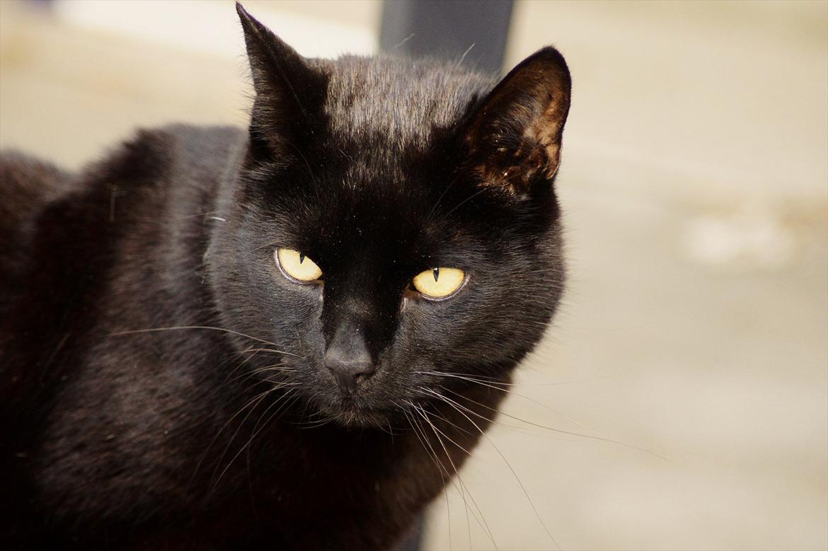 Huskat Bølle billede 13