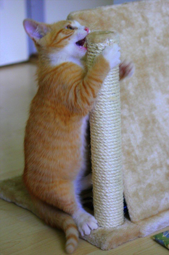 Blanding af racer Anders - Anders <3 billede 15