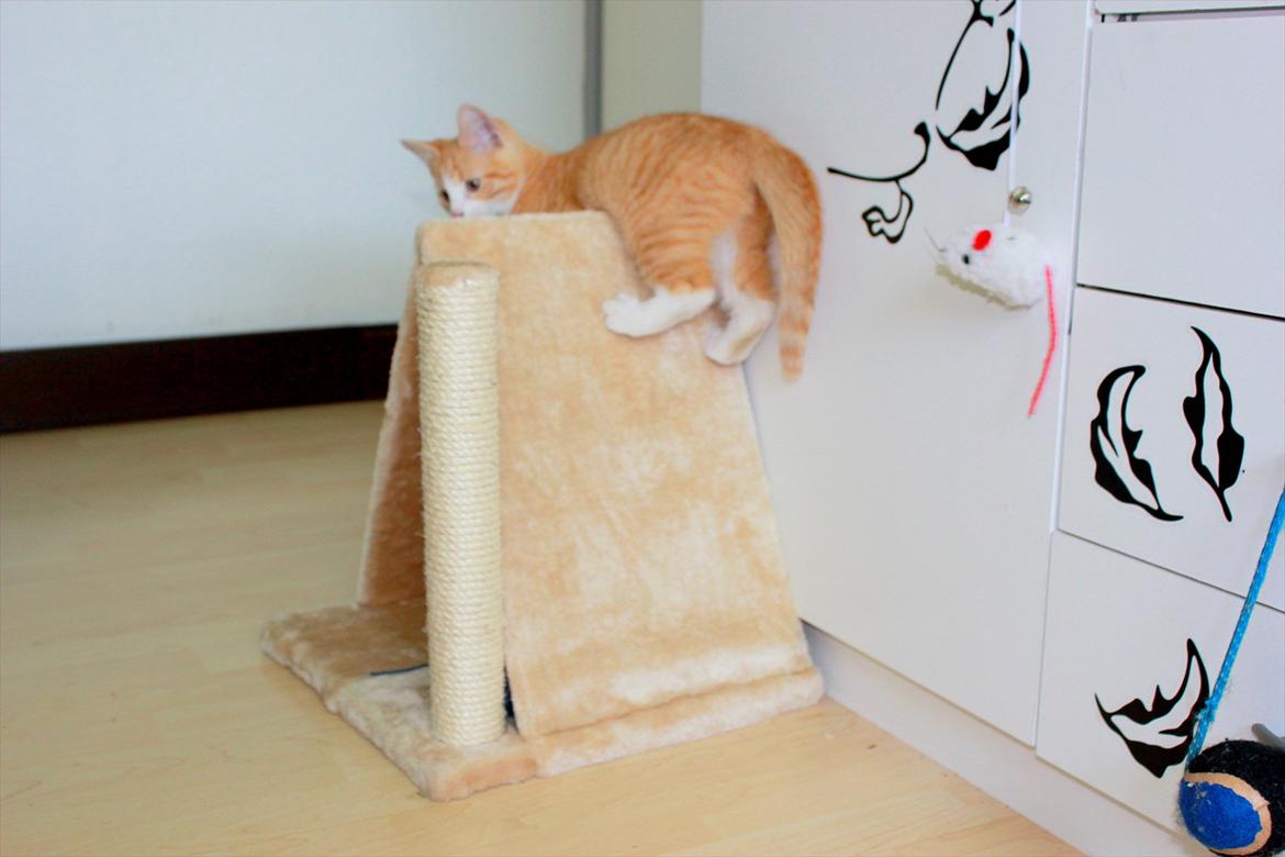 Blanding af racer Anders billede 16