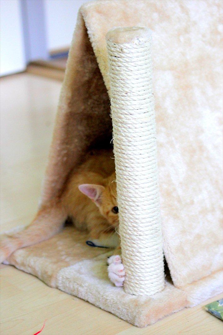 Blanding af racer Anders billede 17