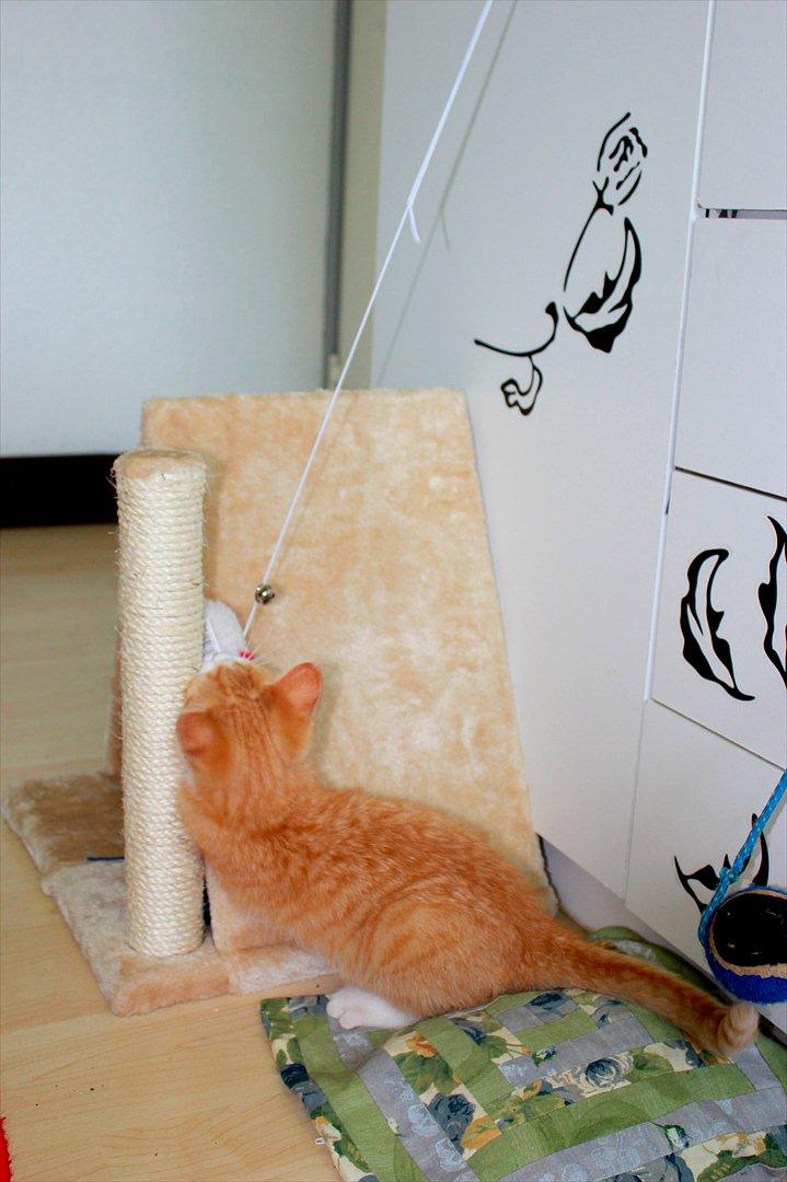 Blanding af racer Anders billede 18