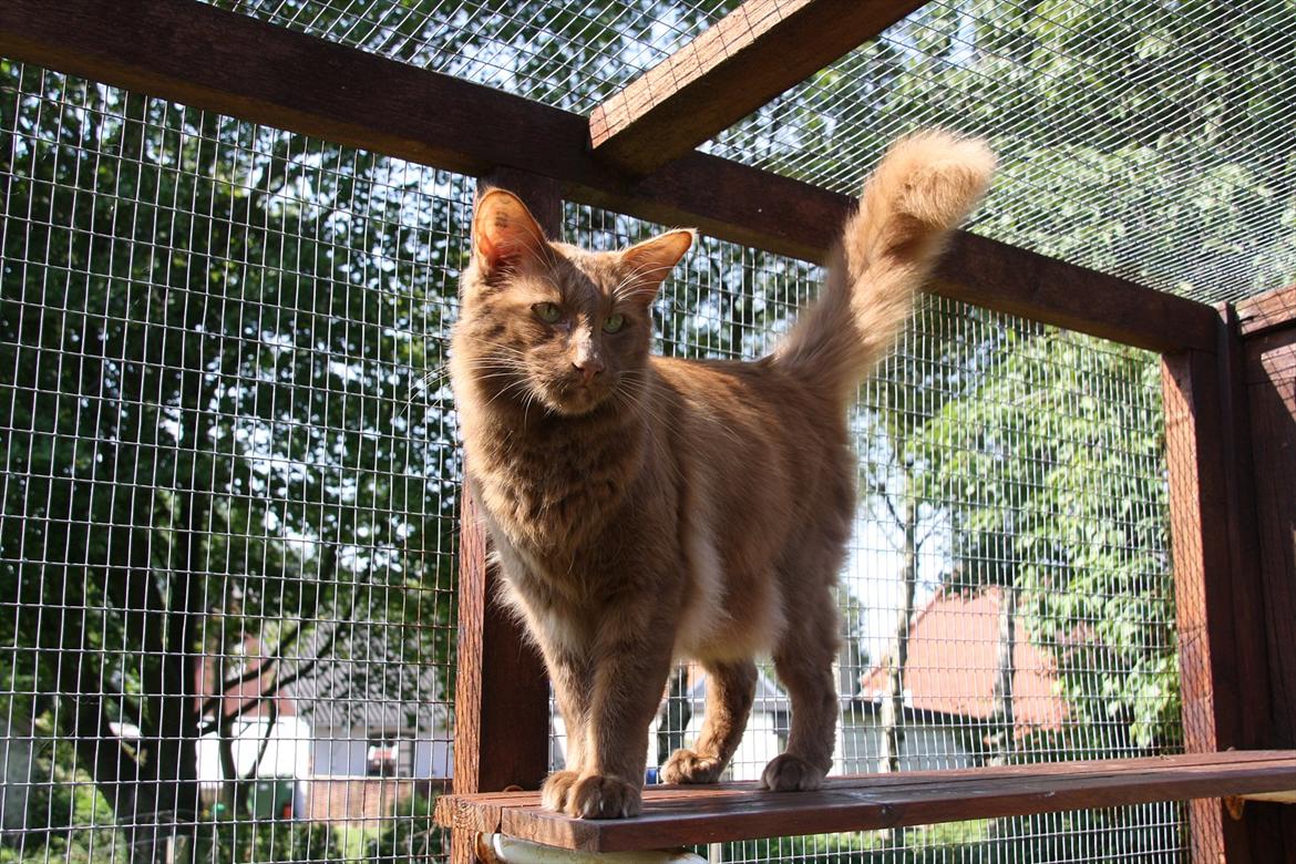 Orientalsk Langhåret Falk-kittens Chewie billede 1