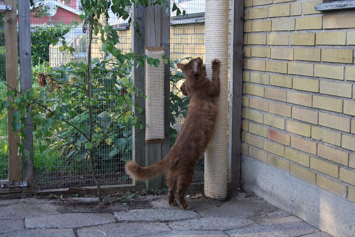 Orientalsk Langhåret Falk-kittens Chewie billede 5