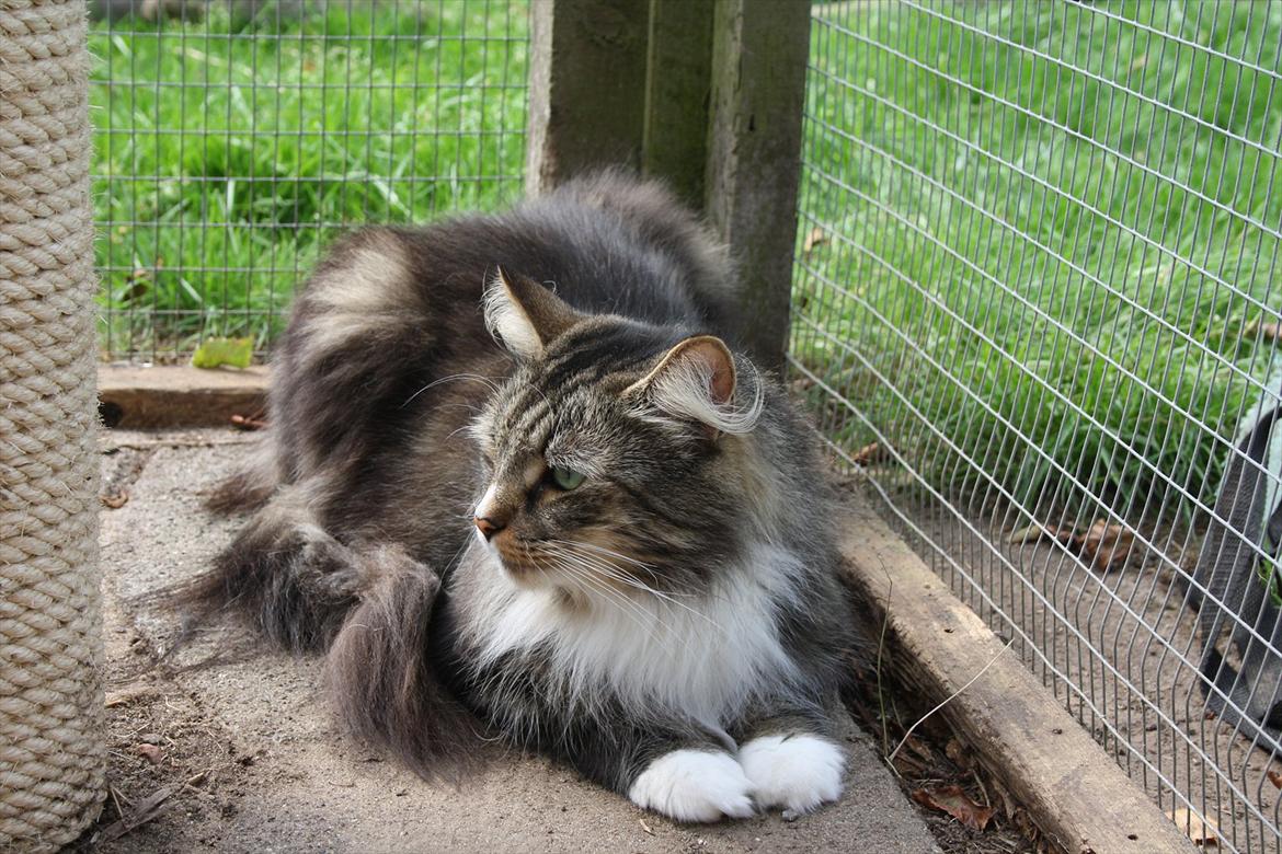 Norsk Skovkat Missies Bastet billede 1