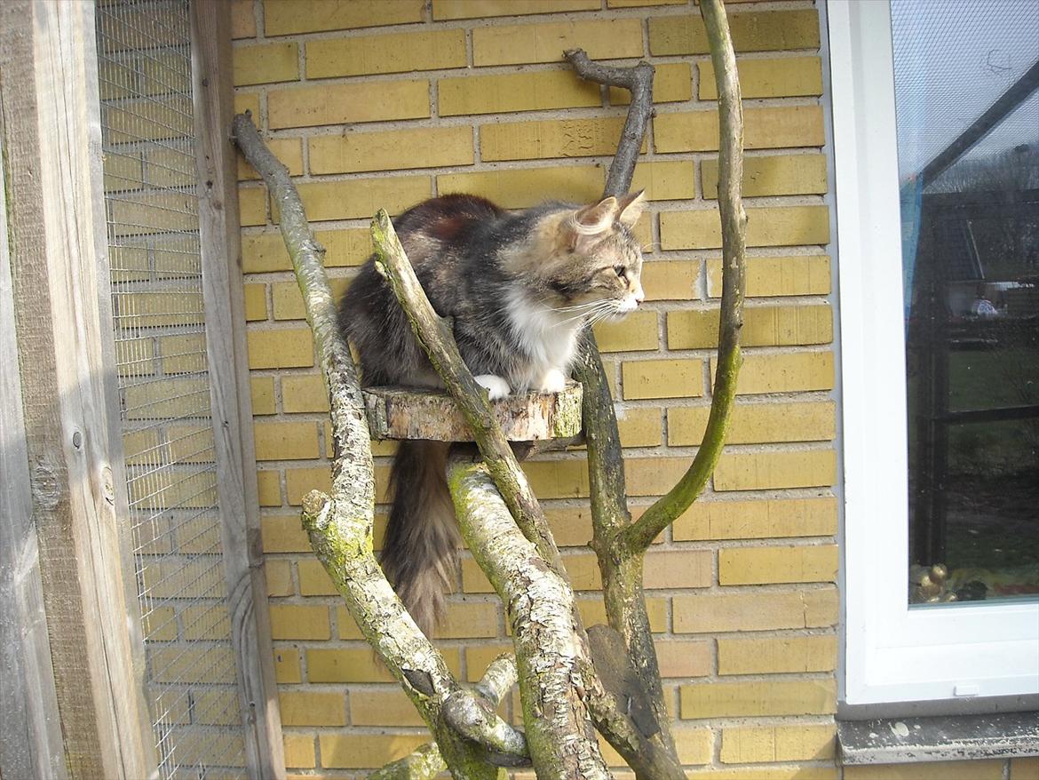 Norsk Skovkat Missies Bastet billede 2