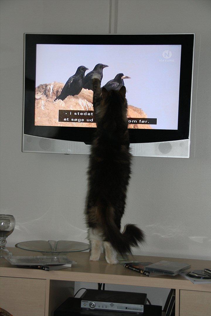 Norsk Skovkat Missies Bastet billede 3