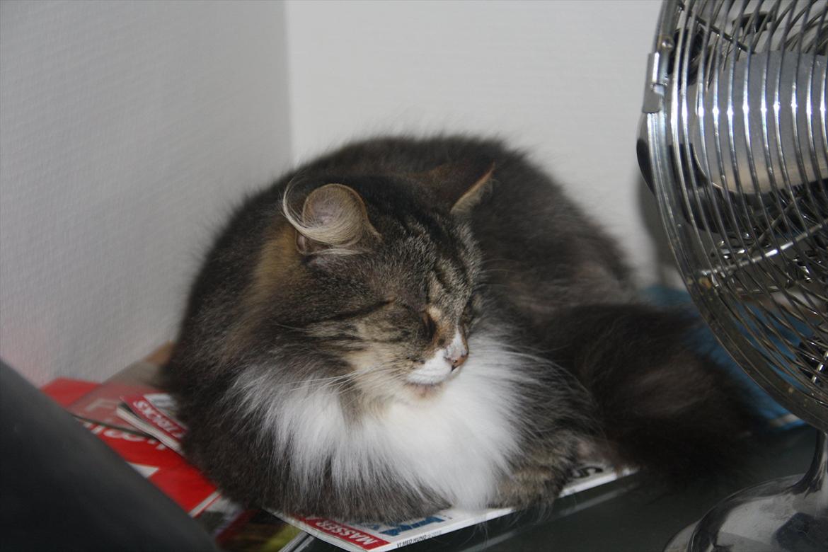 Norsk Skovkat Missies Bastet billede 4