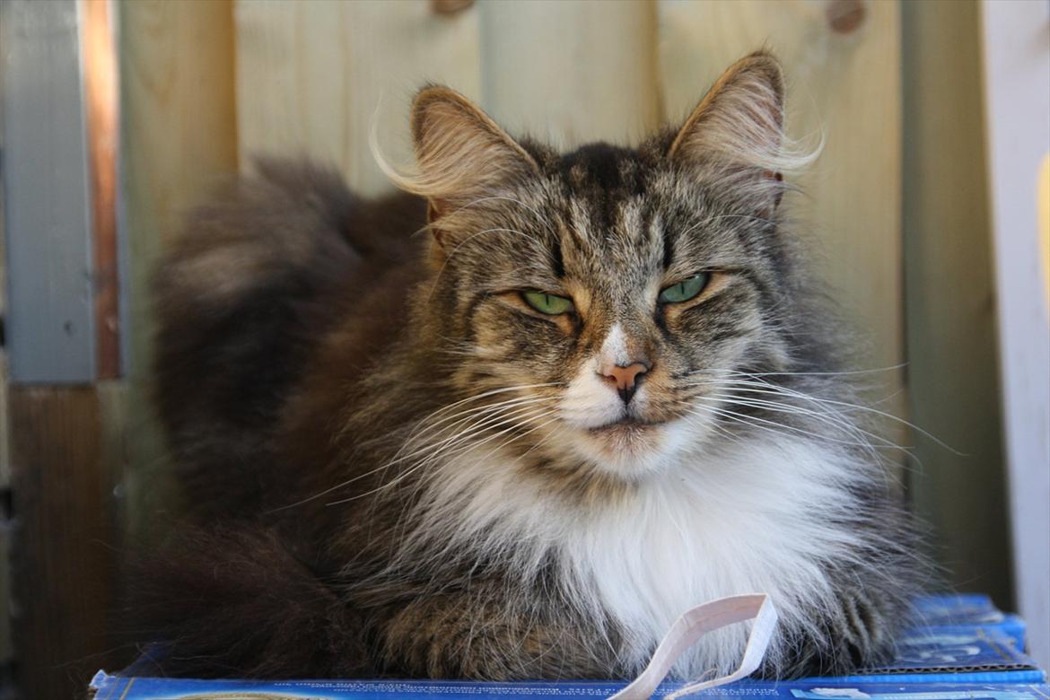 Norsk Skovkat Missies Bastet billede 5