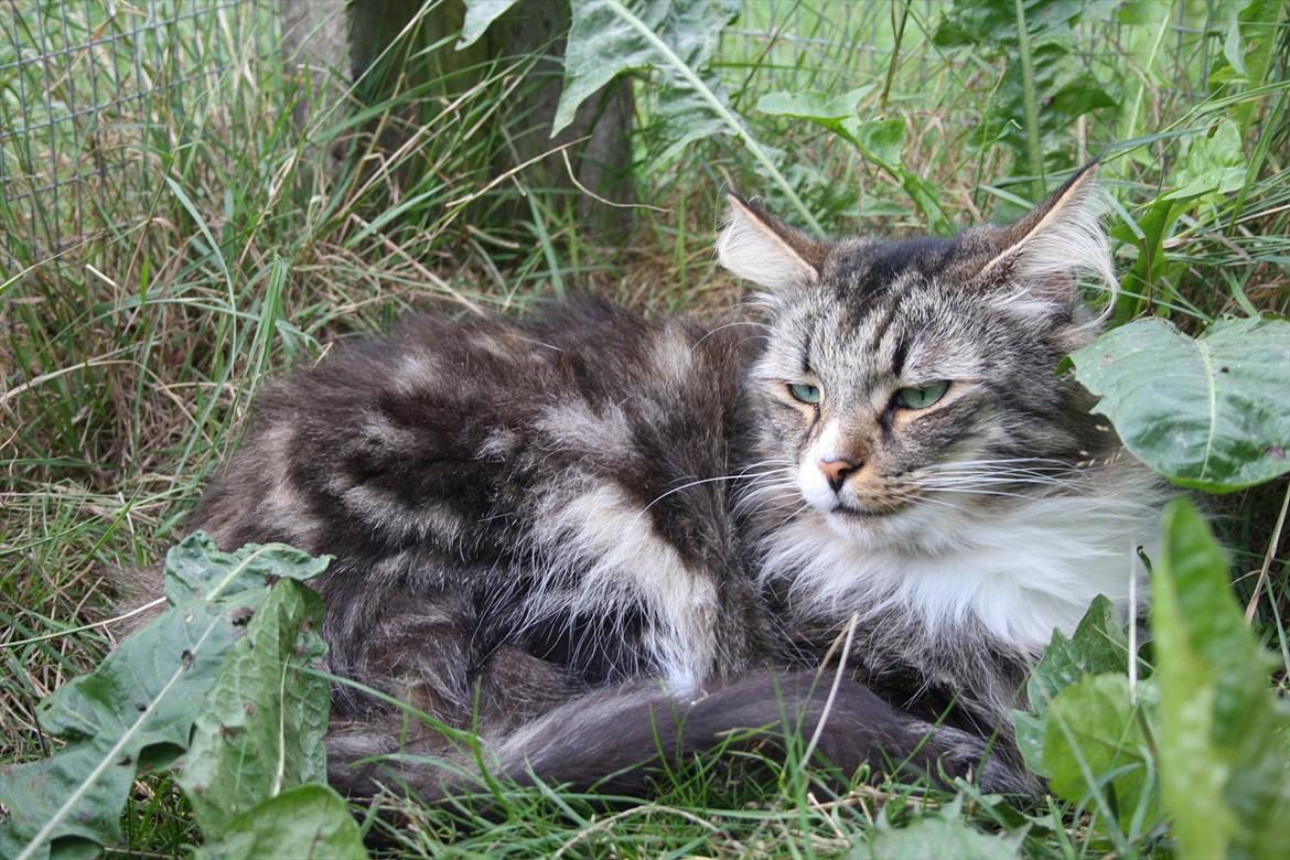 Norsk Skovkat Missies Bastet billede 6