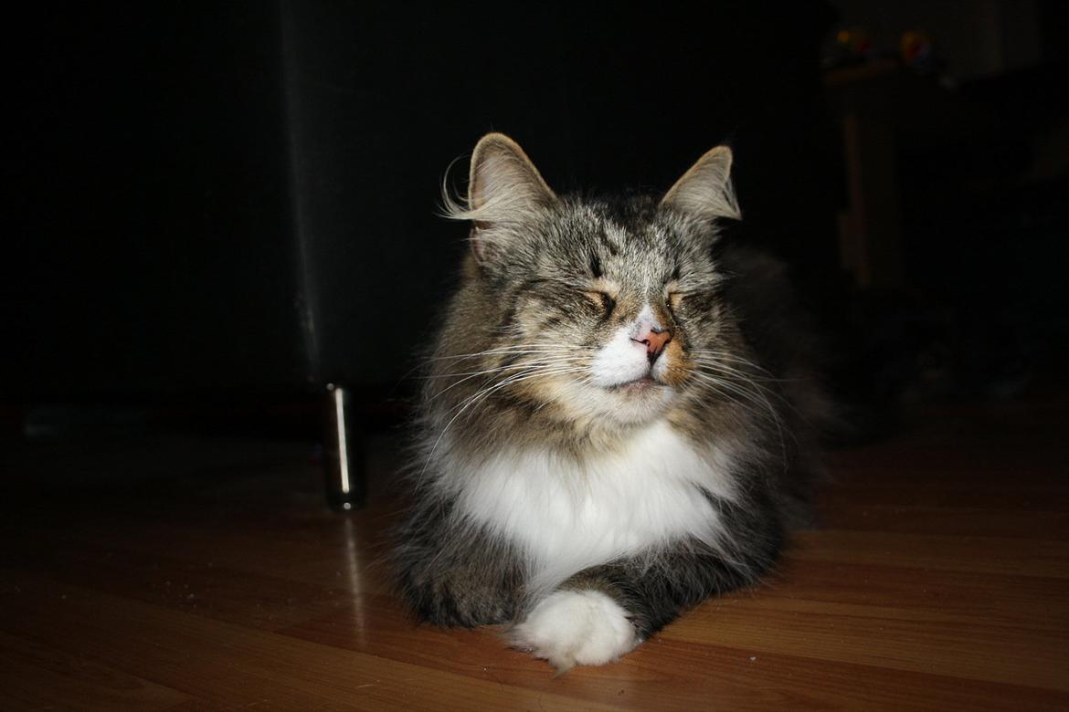 Norsk Skovkat Missies Bastet billede 7