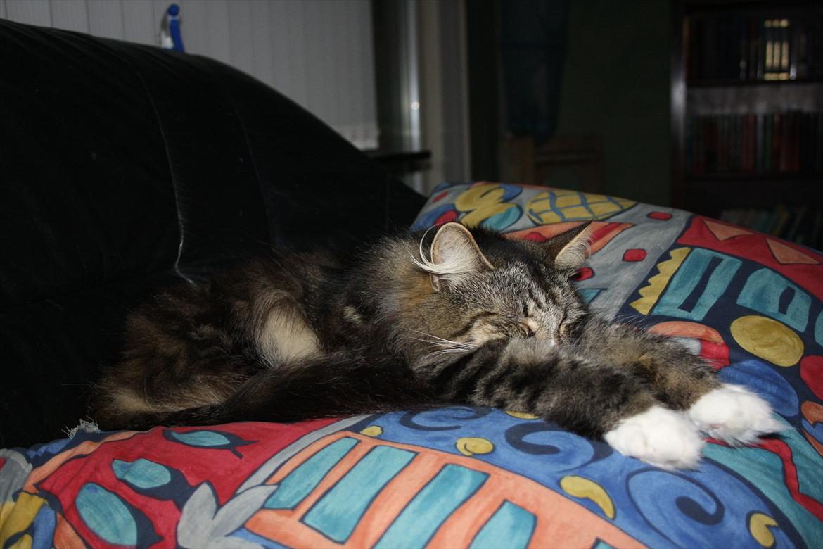 Norsk Skovkat Missies Bastet billede 8