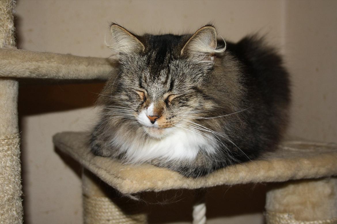 Norsk Skovkat Missies Bastet billede 9