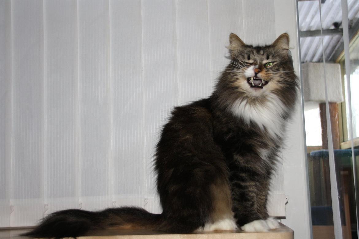 Norsk Skovkat Missies Bastet billede 10