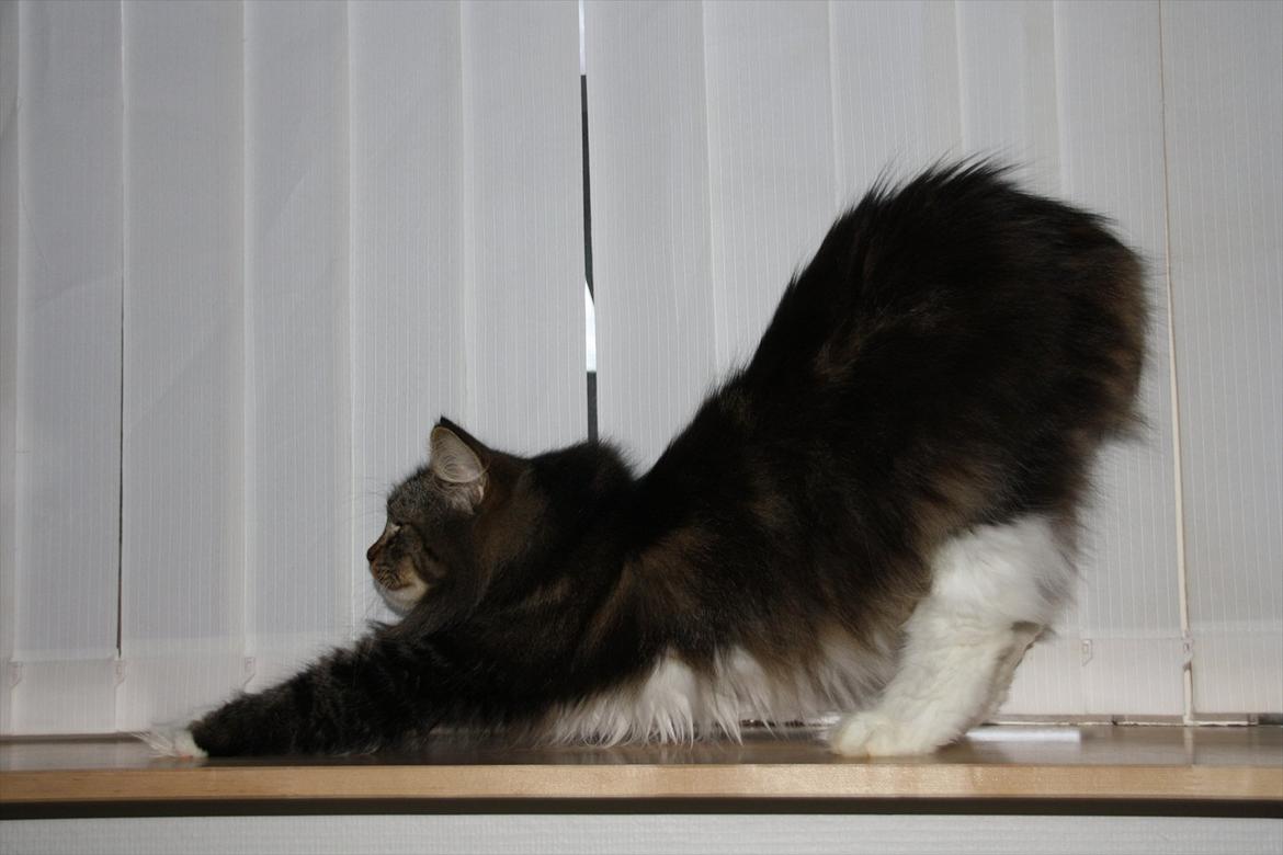 Norsk Skovkat Missies Bastet billede 11