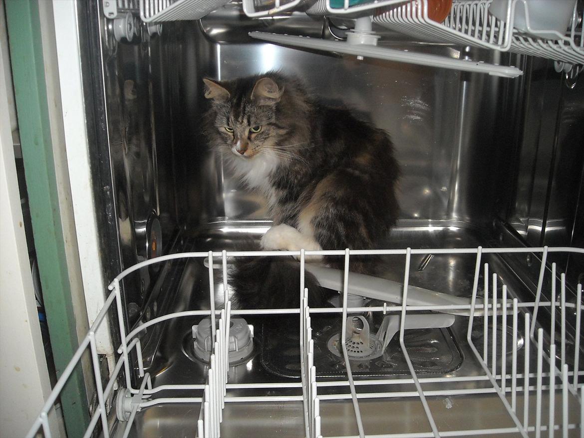 Norsk Skovkat Missies Bastet billede 12