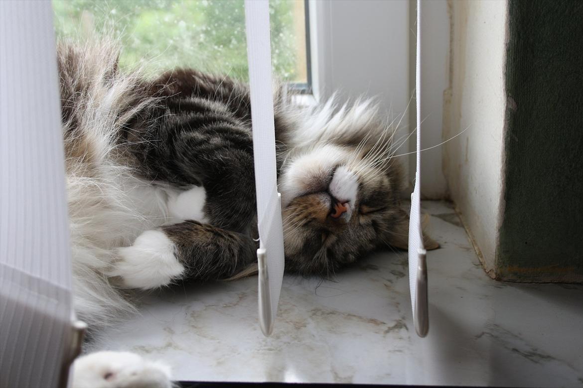 Norsk Skovkat Missies Bastet billede 13