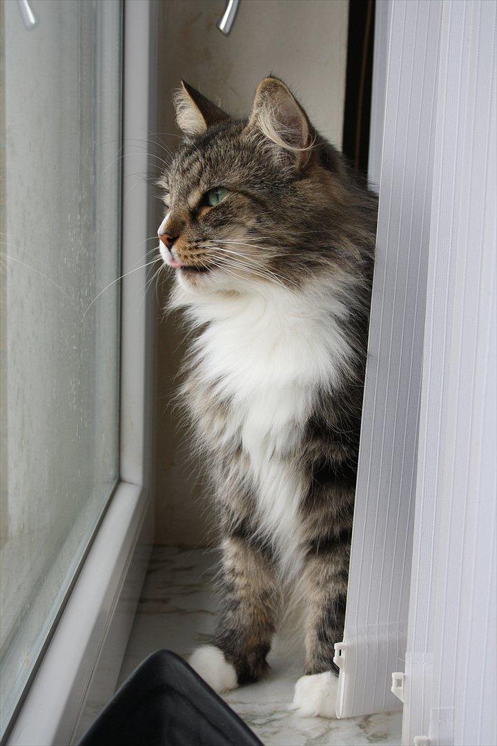 Norsk Skovkat Missies Bastet billede 14