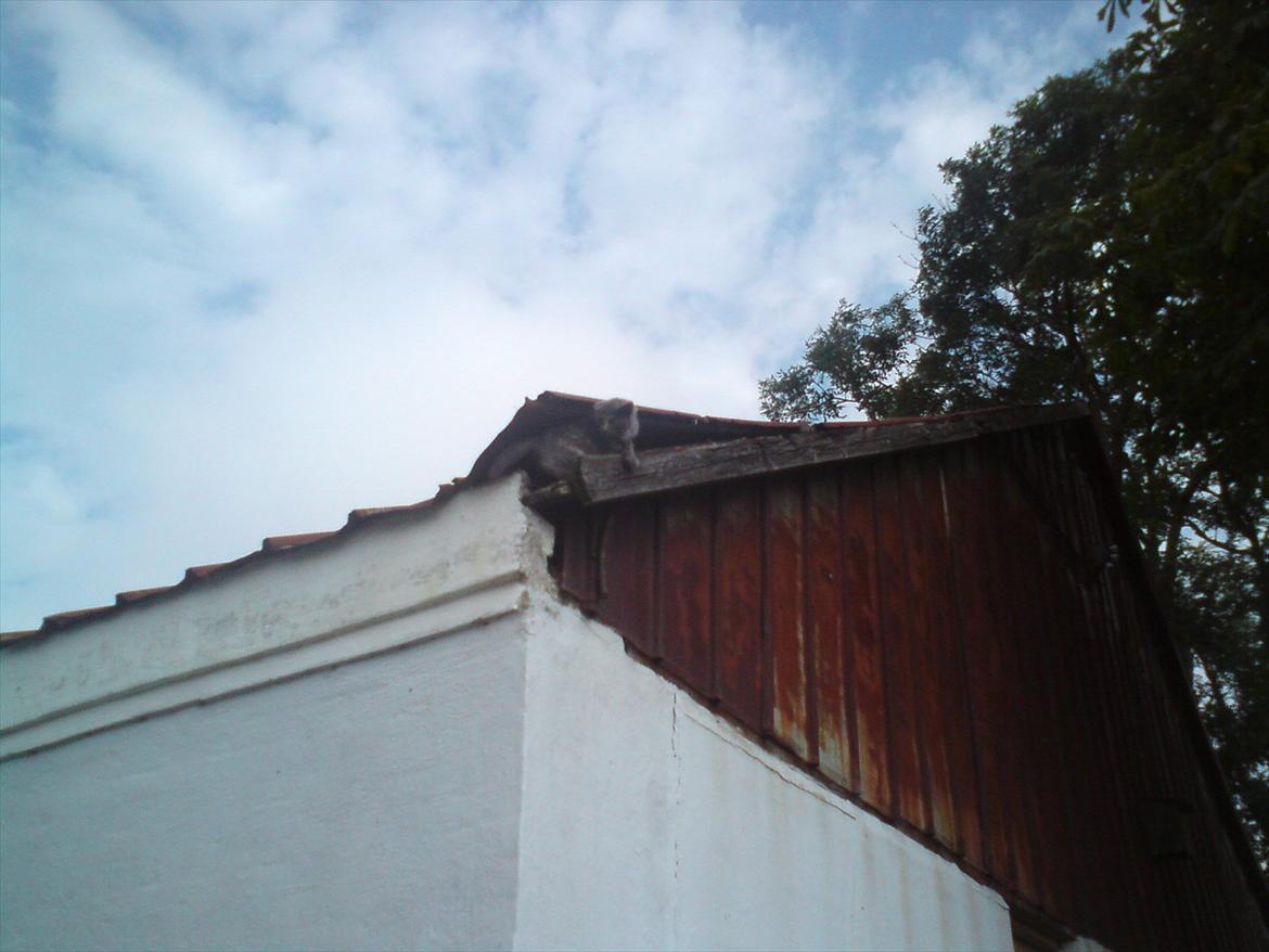 Huskat Pjevse R.I.P skat <3 Død den 17 November 2011 - Min kat er lidt sindsyg :p billede 9