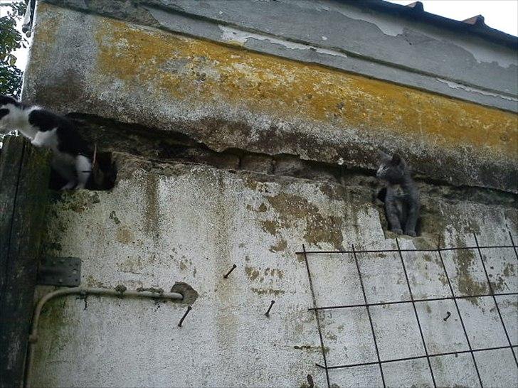 Huskat Pjevse R.I.P skat <3 Død den 17 November 2011 billede 1