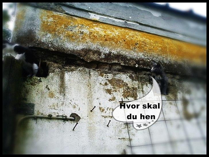 Huskat Pjevse R.I.P skat <3 Død den 17 November 2011 billede 10