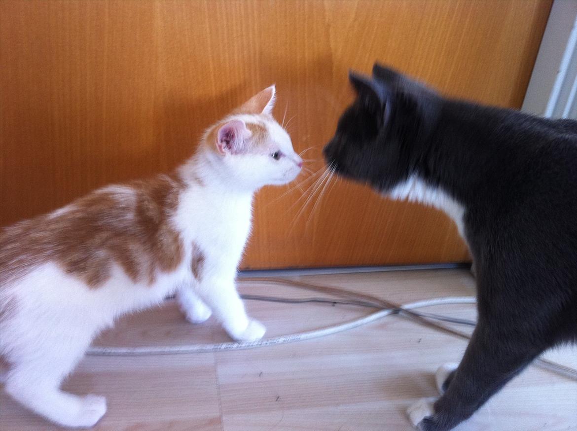 Huskat Gaya billede 5