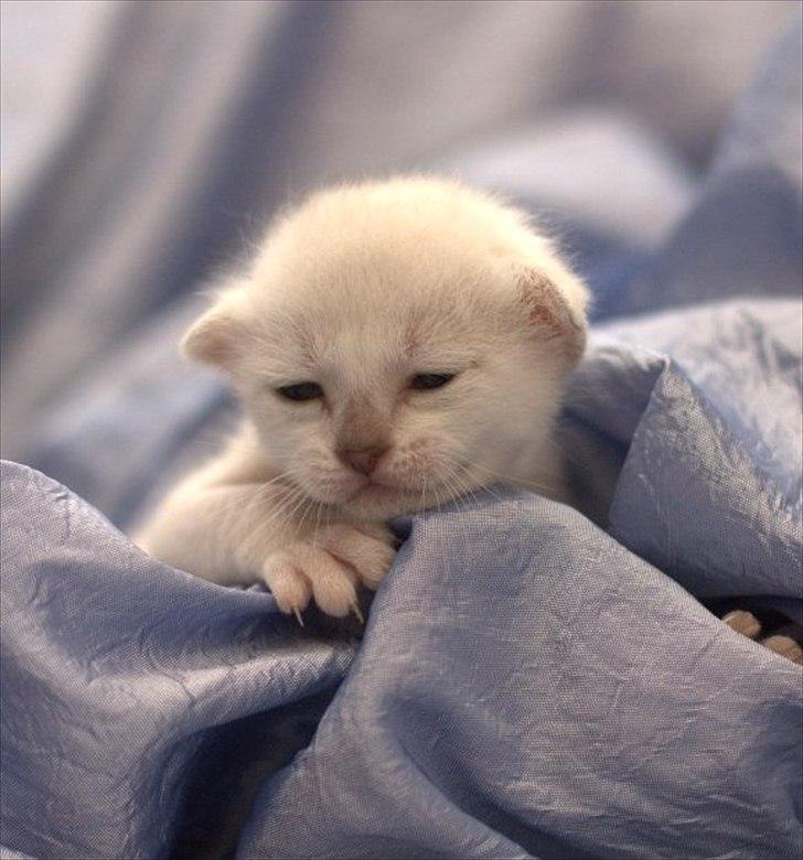 Burmilla Shines Cimba - 2 uger billede 1