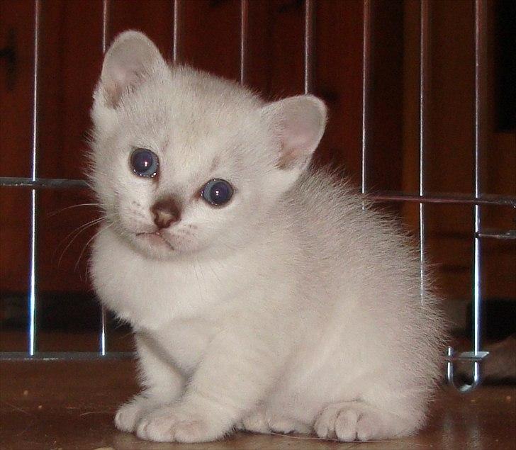 Burmilla Shines Cimba - 4 uger billede 2