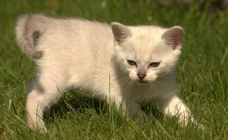 Burmilla Shines Cimba - 5 uger
Billede af Marlene Ølgod billede 3