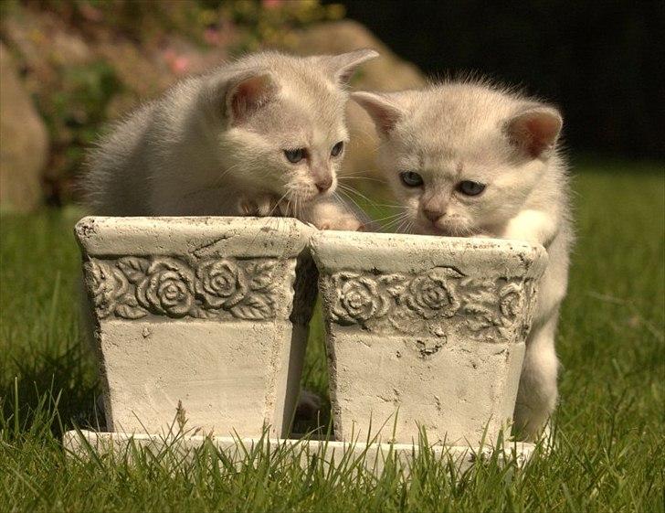 Burmilla Shines Cimba - 5 uger
De 2 killinger vi beholder - Shines Choice og Shines Cimba
Billede af Marlene Ølgod billede 4