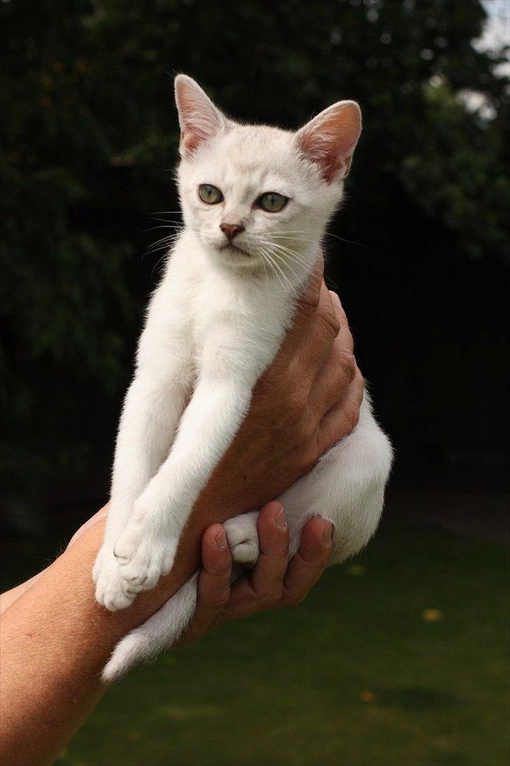 Burmilla Shines Cimba - 10 uger billede 5