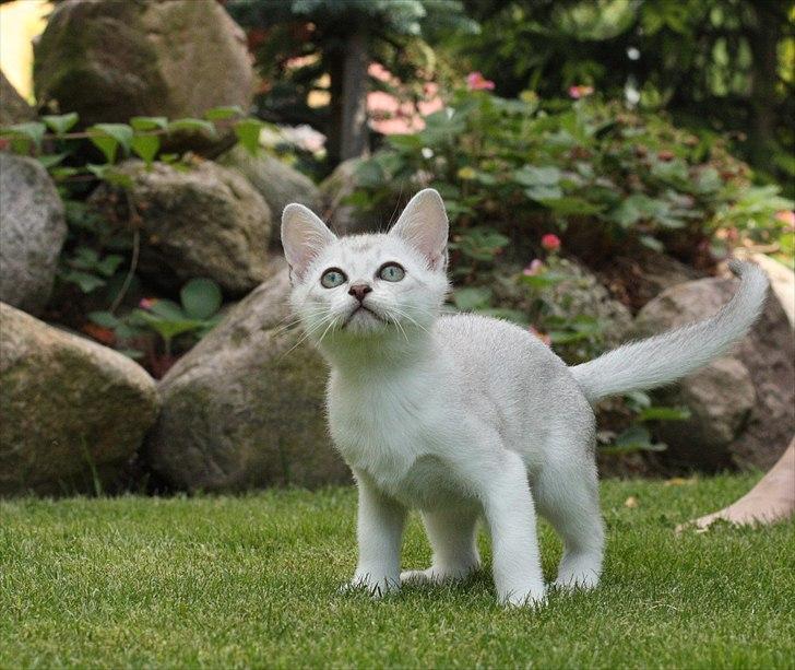 Burmilla Shines Cimba - 10 uger
Billede af Marlene Ølgod billede 6