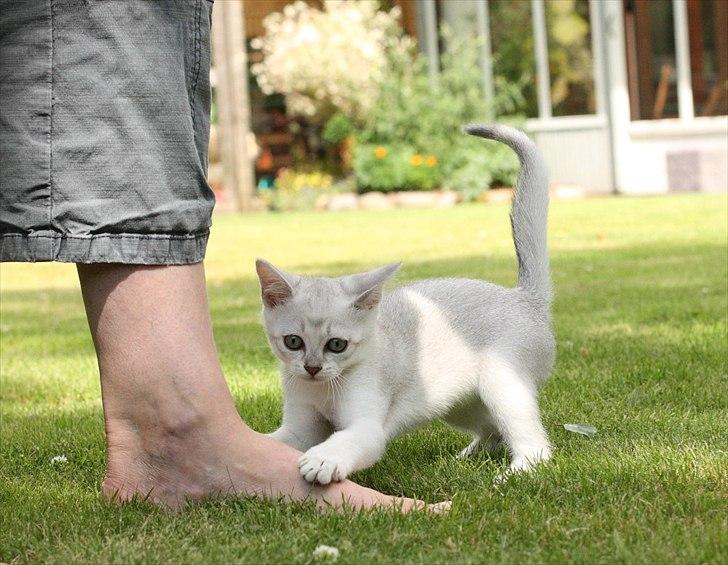 Burmilla Shines Cimba - 10 uger
Billede af Marlene Ølgod billede 7