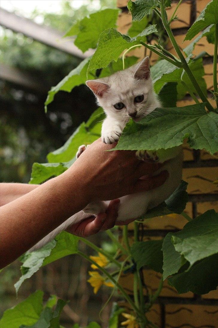 Burmilla Shines Cimba - 10 uger
Billede af Marlene Ølgod billede 8