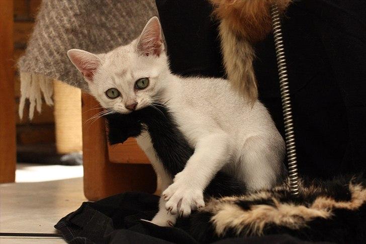 Burmilla Shines Cimba - 10 uger
Billede af Marlene Ølgod billede 9