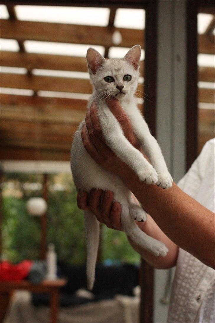 Burmilla Shines Cimba - 10 uger
Billede af Marlene Ølgod billede 10