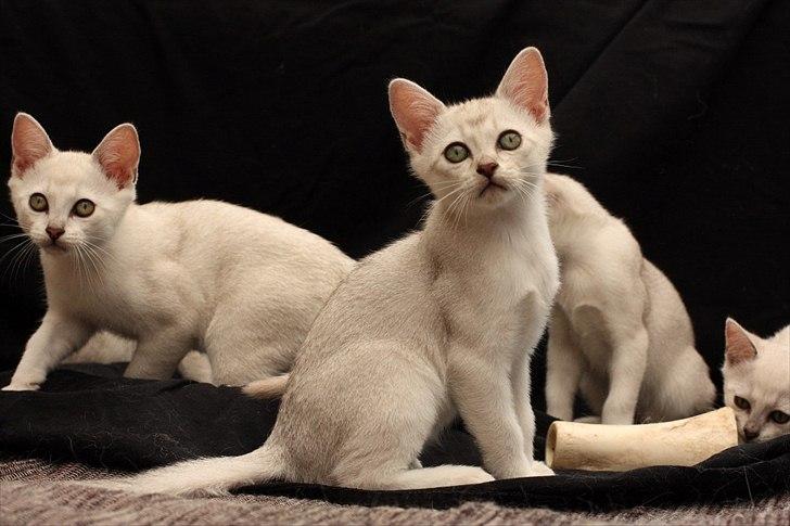 Burmilla Shines Cimba - 10 uger
Billede af Marlene Ølgod billede 11