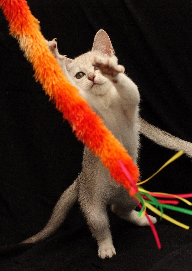 Burmilla Shines Cimba - 10 uger
Billede af Marlene Ølgod billede 12