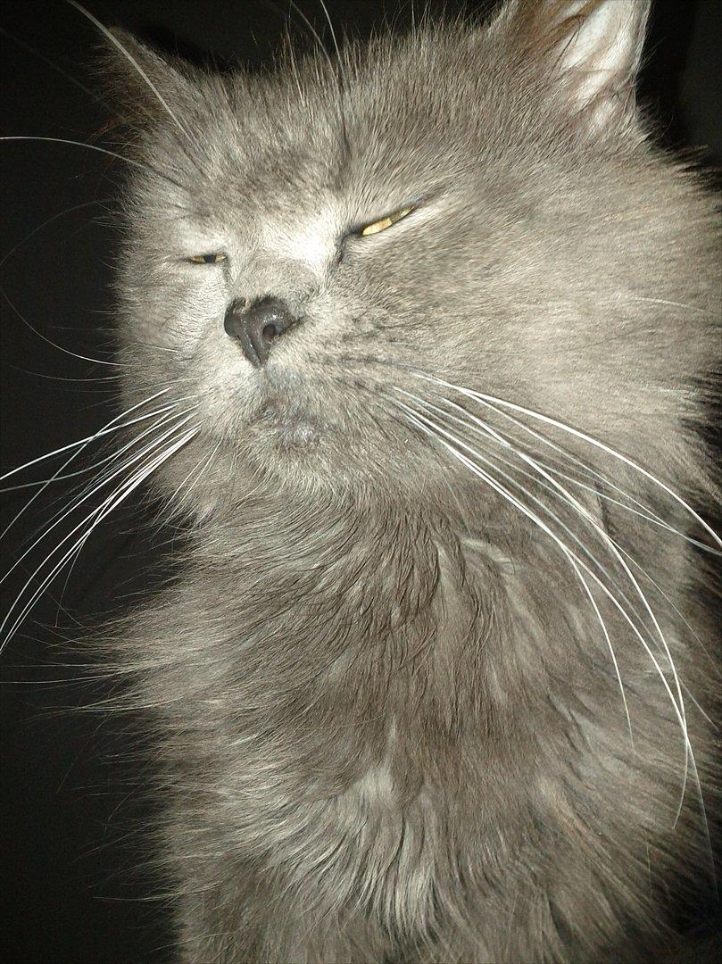 Blanding af racer Benjamin billede 4