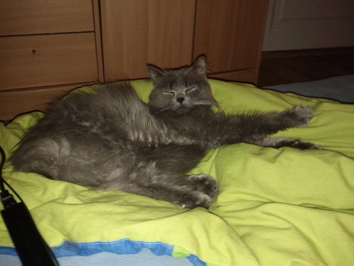 Blanding af racer Benjamin billede 5