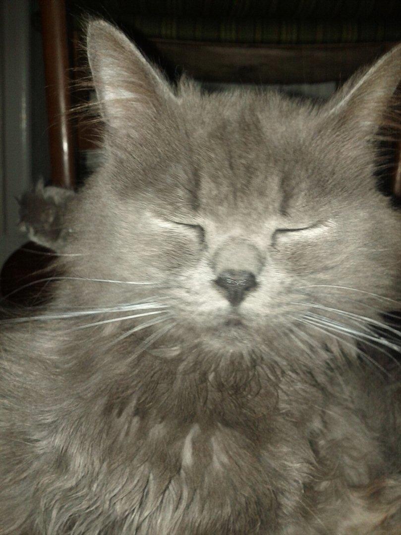 Blanding af racer Benjamin billede 6