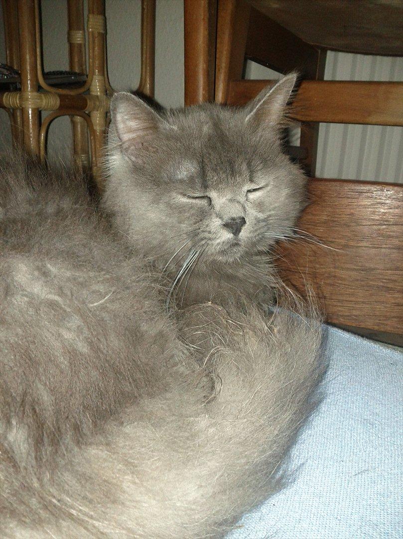 Blanding af racer Benjamin billede 7