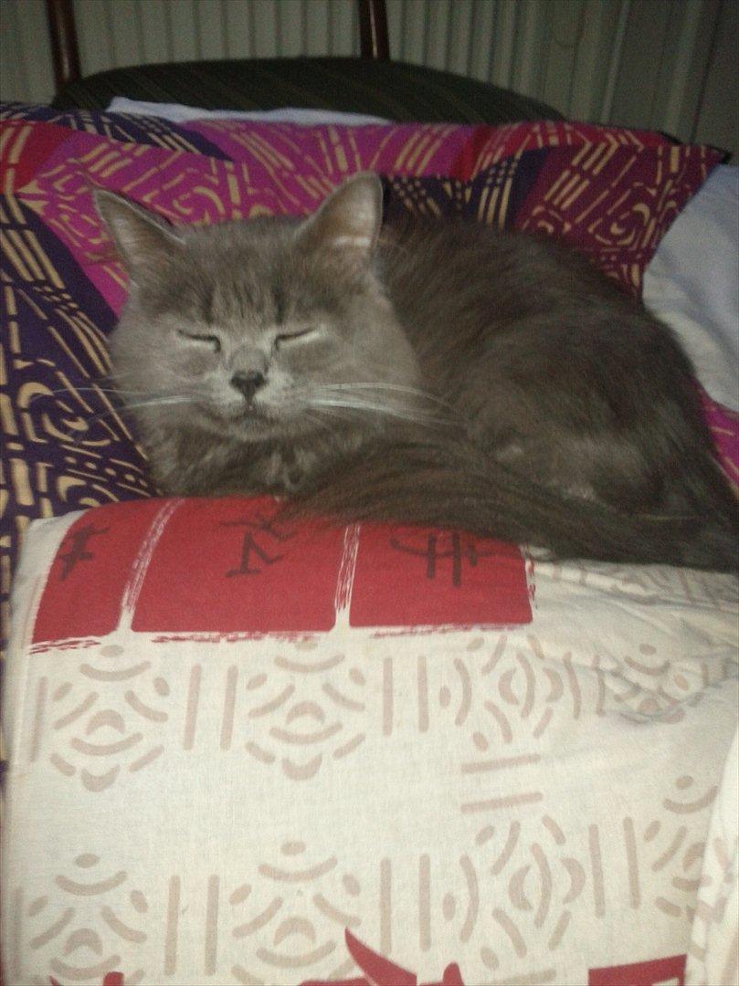 Blanding af racer Benjamin billede 8