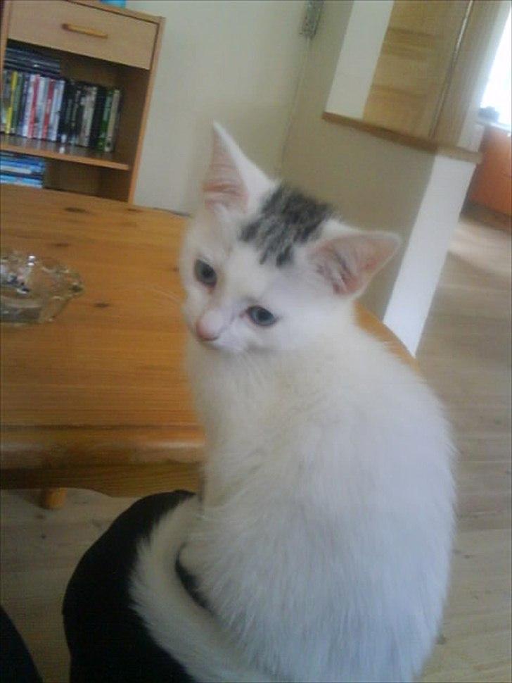 Huskat alba billede 1