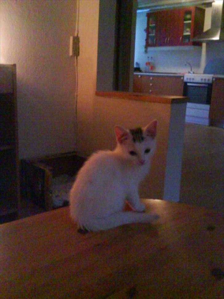 Huskat alba billede 2