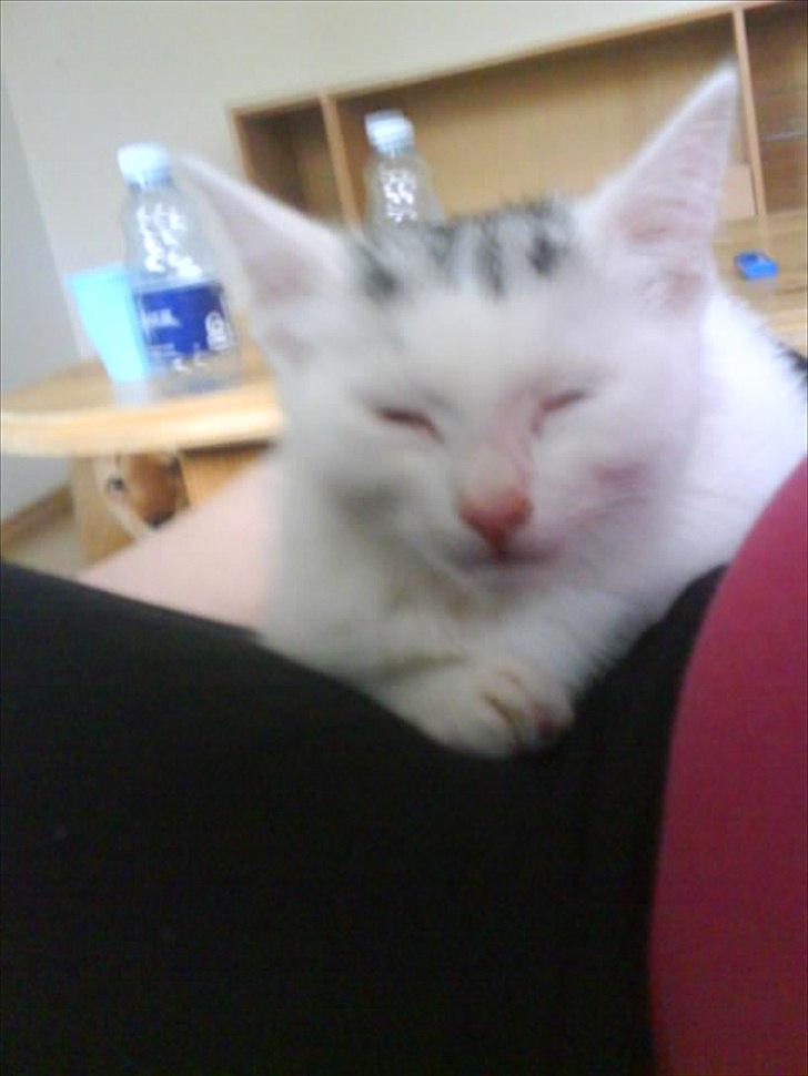 Huskat alba billede 3