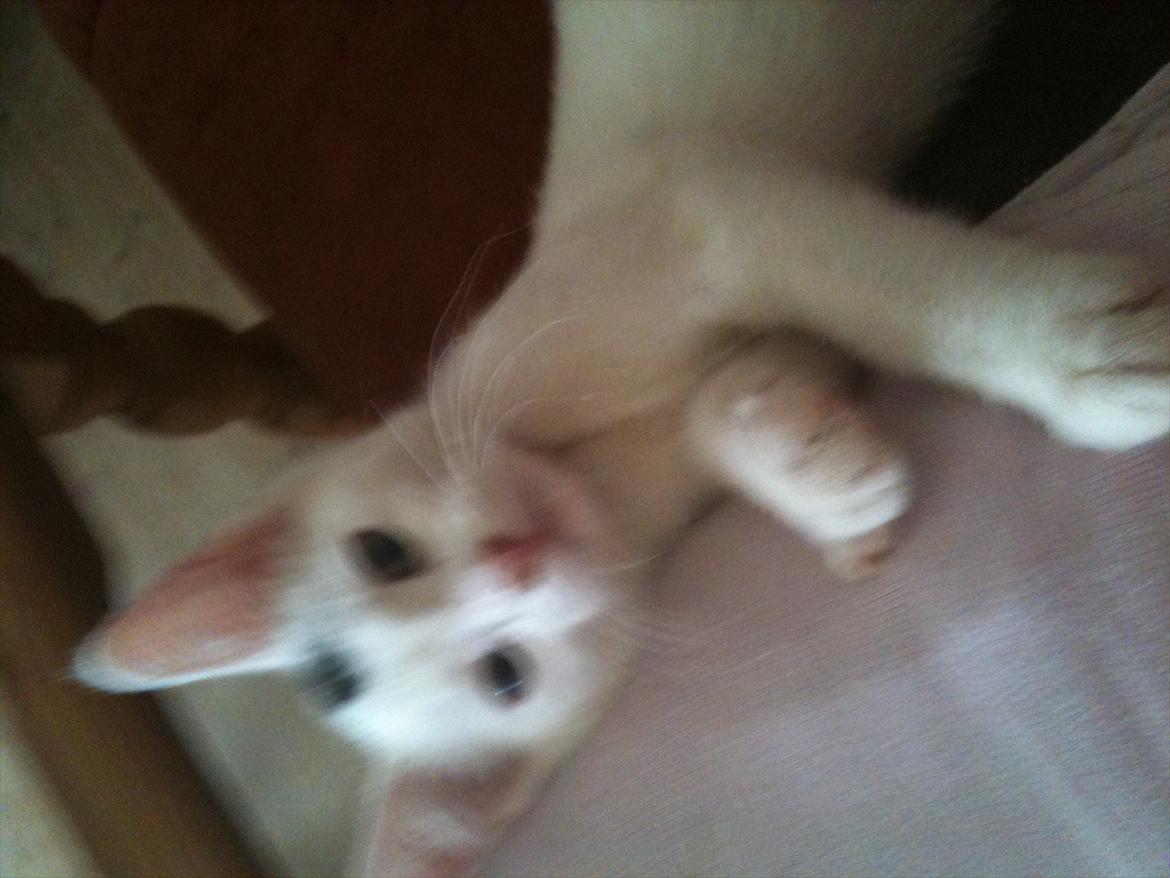 Huskat pjuske billede 5