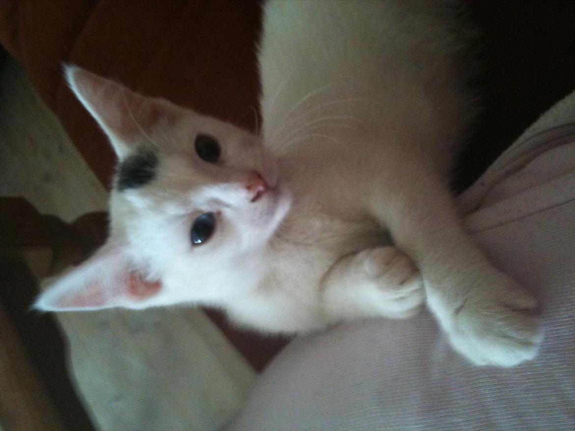 Huskat pjuske billede 6